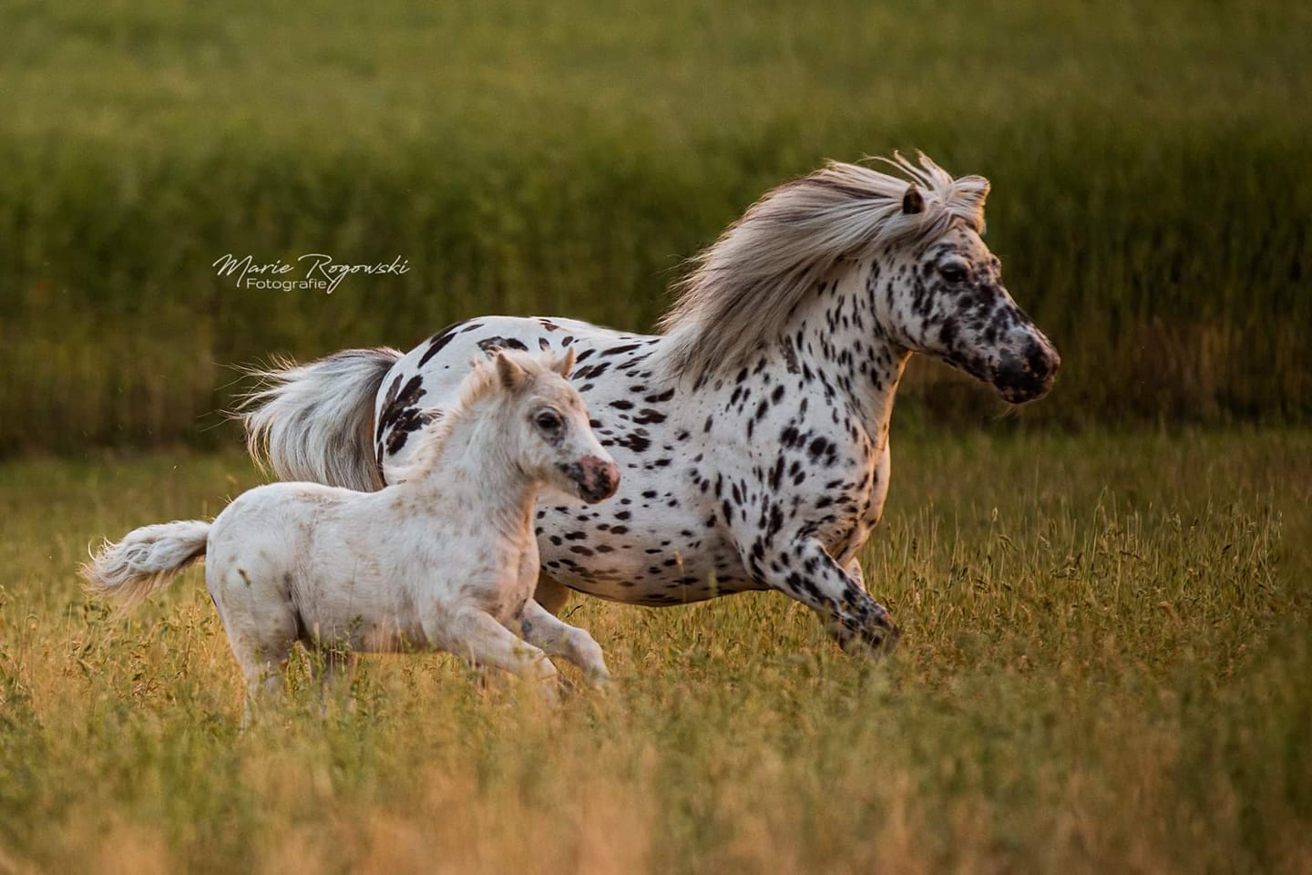 Mini Appaloosa Brood Mare - Lendorfs Mystery